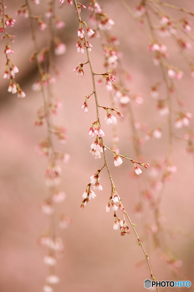 枝垂れ桜（糸桜）　180322 