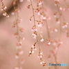 枝垂れ桜（糸桜）　180322 