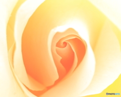 バラの花　②　190515