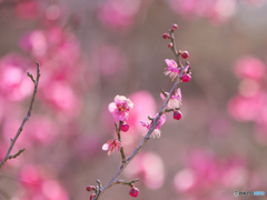 お写んぽ　①　210210 