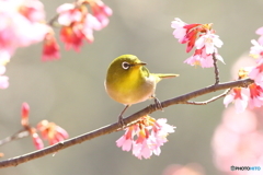 オカメ桜とメジロ　①　180311 