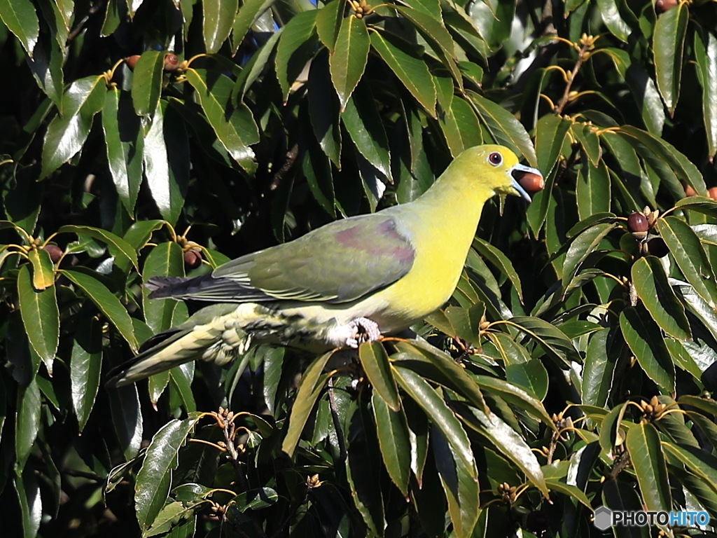 アオバト　②　200109 