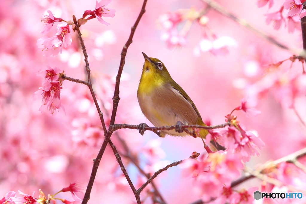 オカメ桜のメジロ　180318