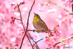 オカメ桜のメジロ　180318