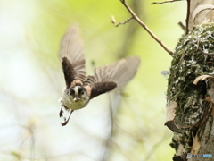 エナガ　①　200422 