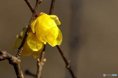 早春の植物園　①　190104 