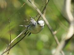 サンショウクイ　⑤　200429 