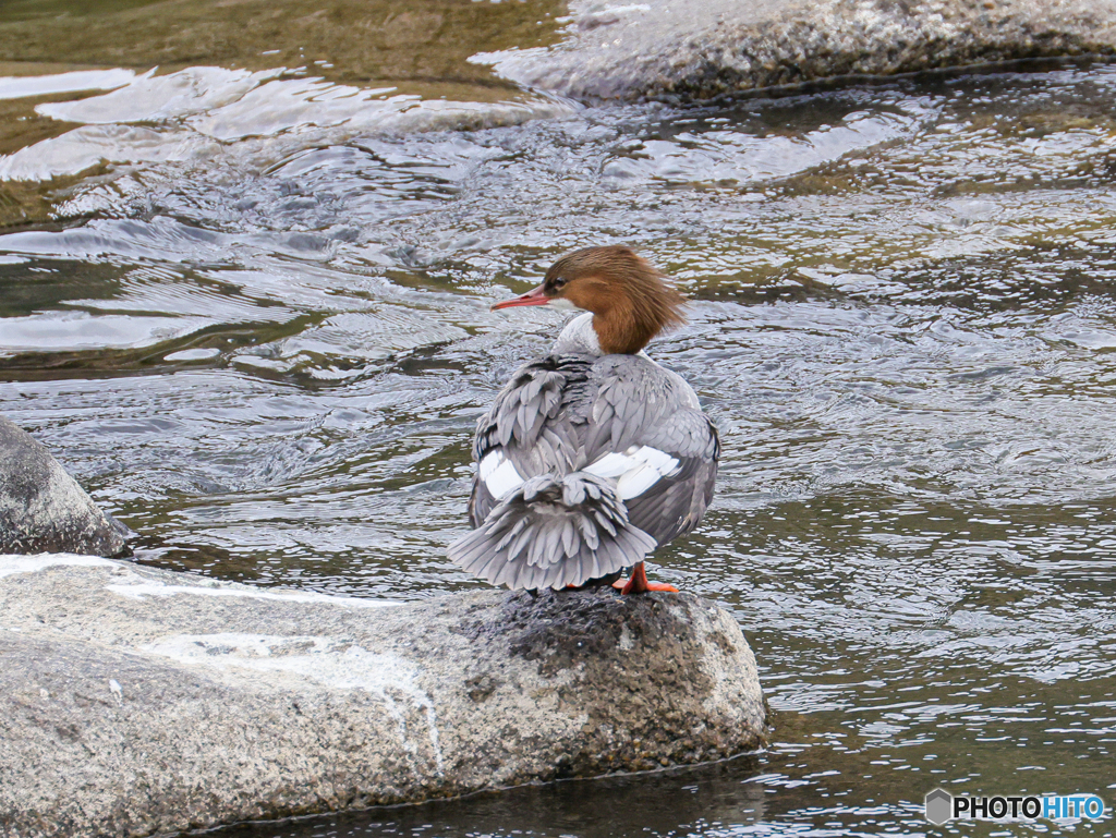 カワアイサ　①　210214 