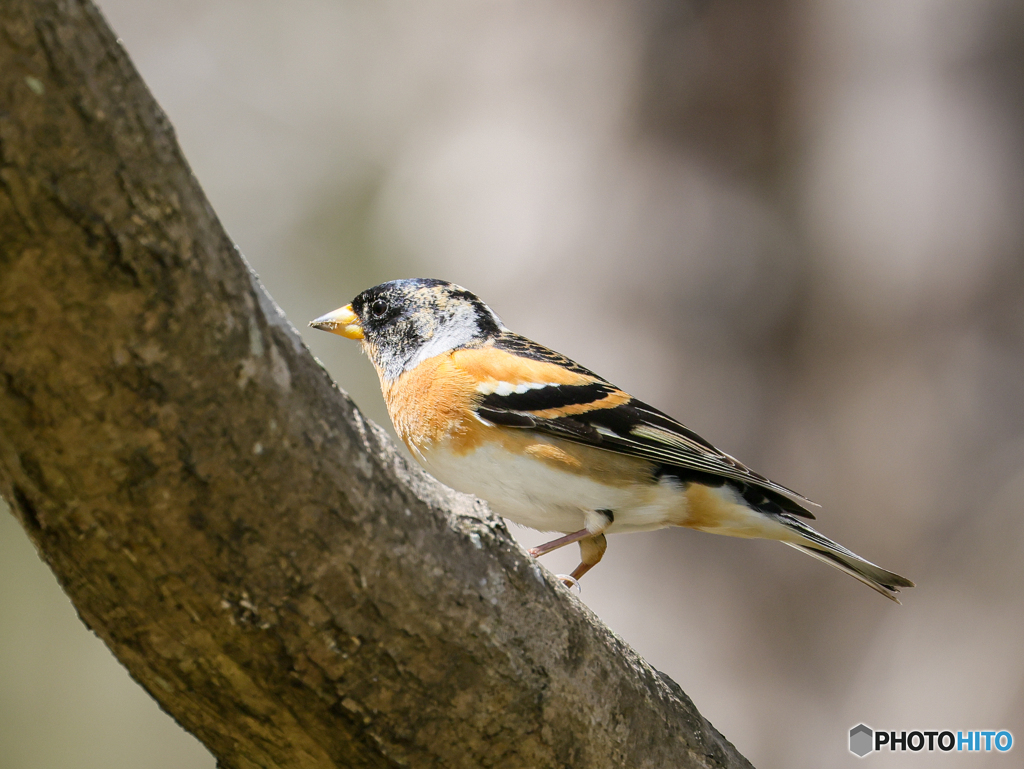 アトリ　②　210331 