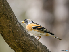 アトリ　②　210331 