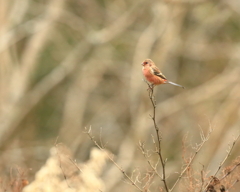 ベニマシコ　①　191128 