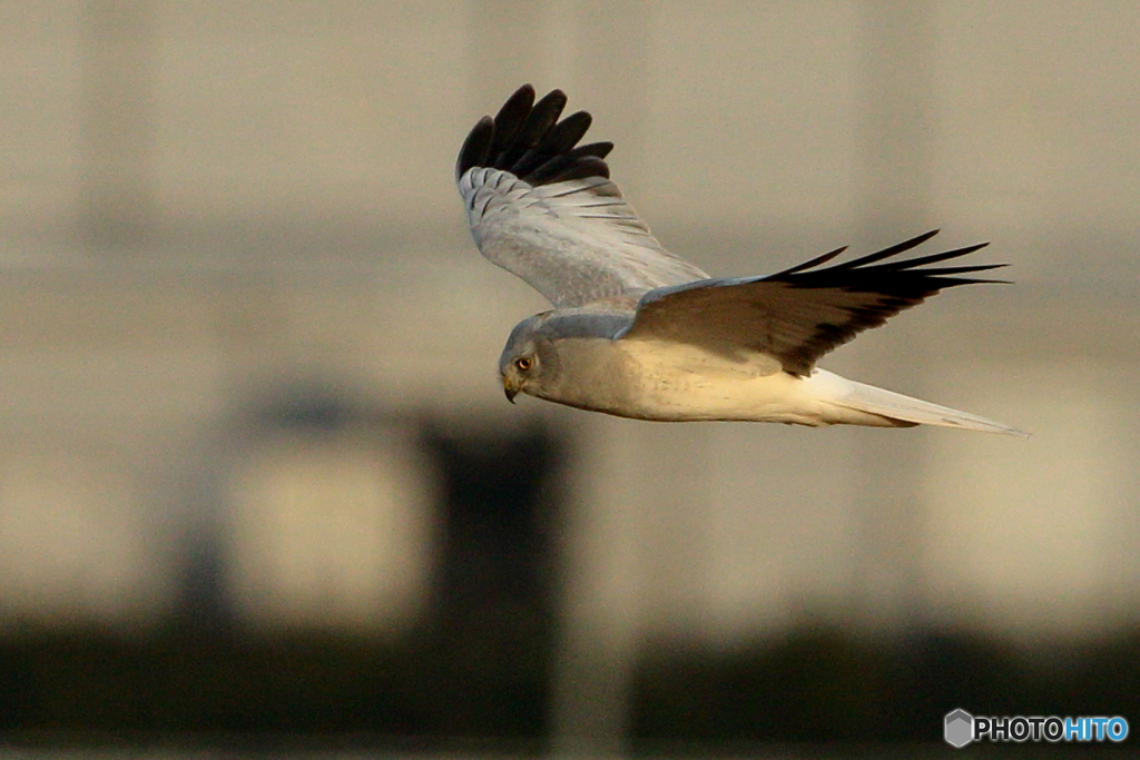 161208 ハイチュウ