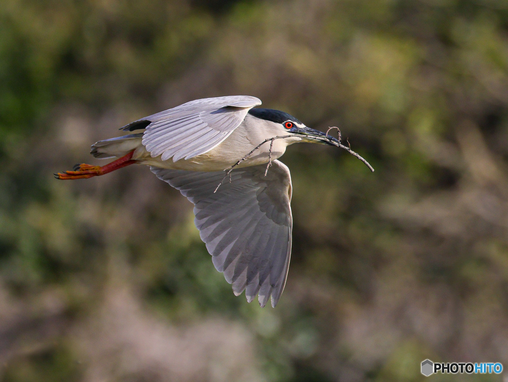 ゴイサギ　③　210402 