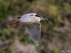 ゴイサギ　③　210402 