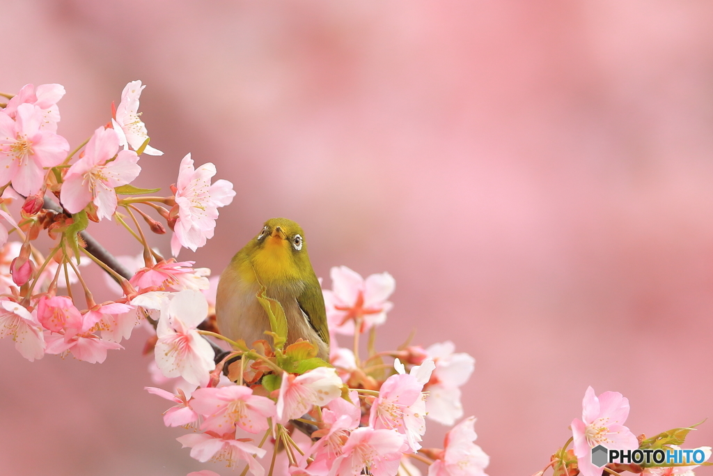 170315 河津サクジロー