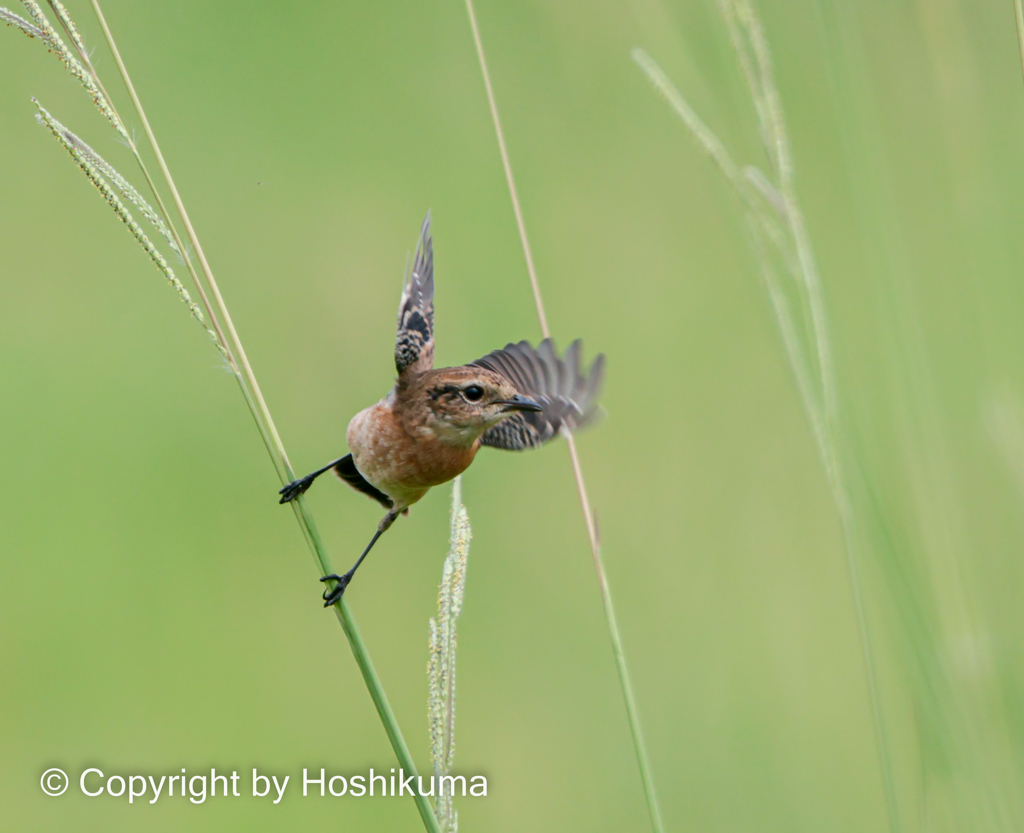 ノビタキ　⑤　20220916 