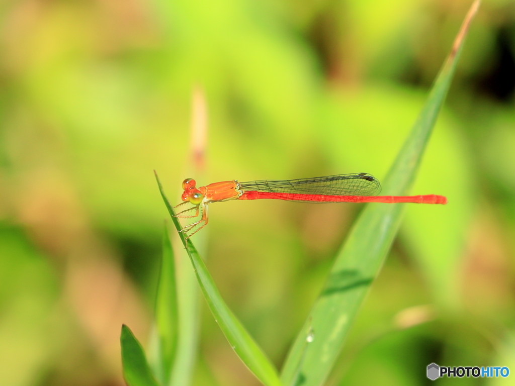 ベニイトトンボ　②　200802 
