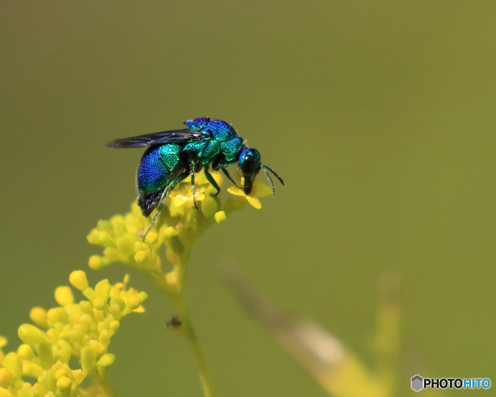 オオセイボウ　②　190908 