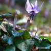 蔵出し　カタクリの花