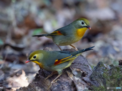 ソウシチョウ　②　201223　