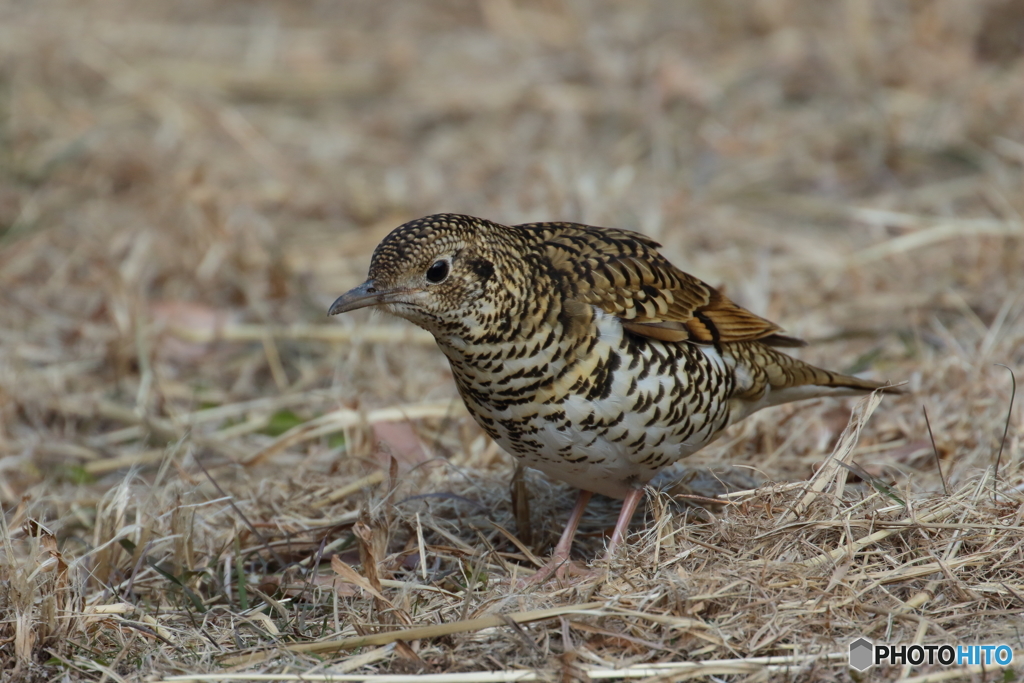トラツグミ　　180207
