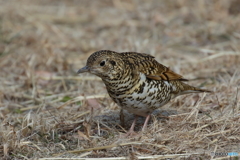 トラツグミ　　180207