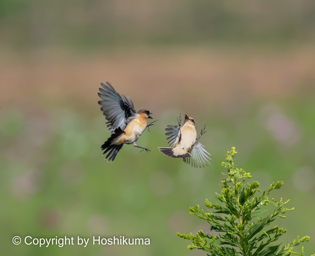 ノビタキ　④　20221004 