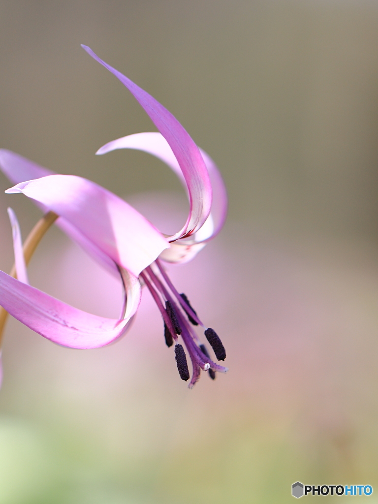 カタクリの花　⑦　200321