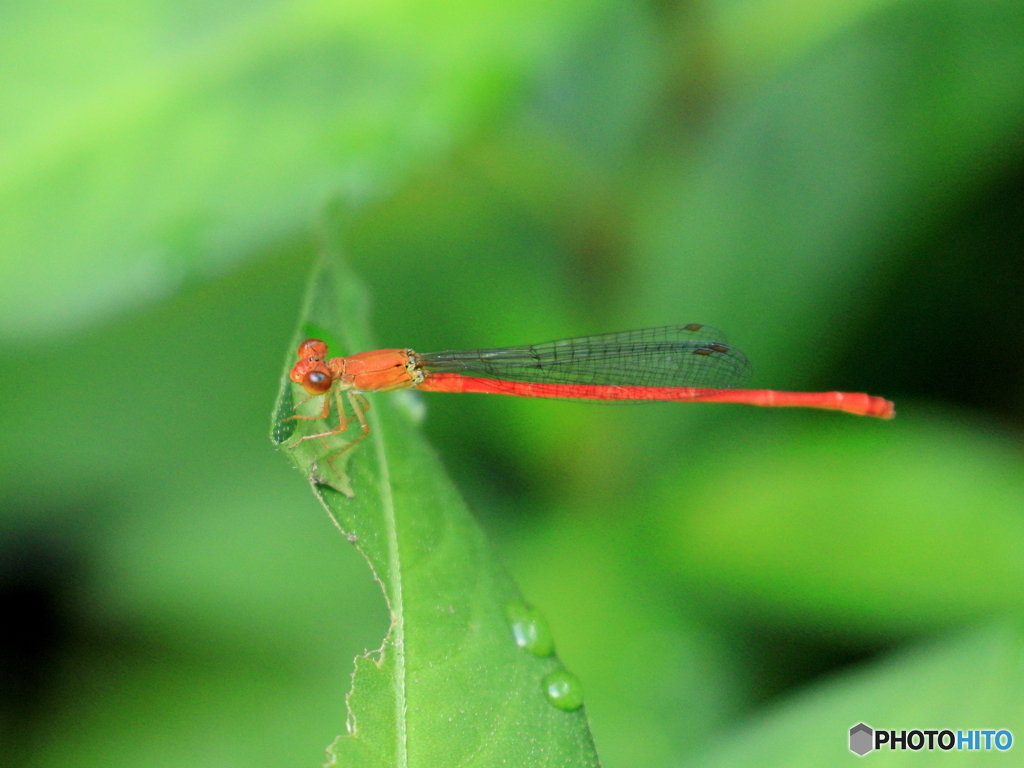 ベニイトトンボ　①　200802 