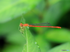 ベニイトトンボ　①　200802 