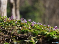 カタクリの花　④　200318 