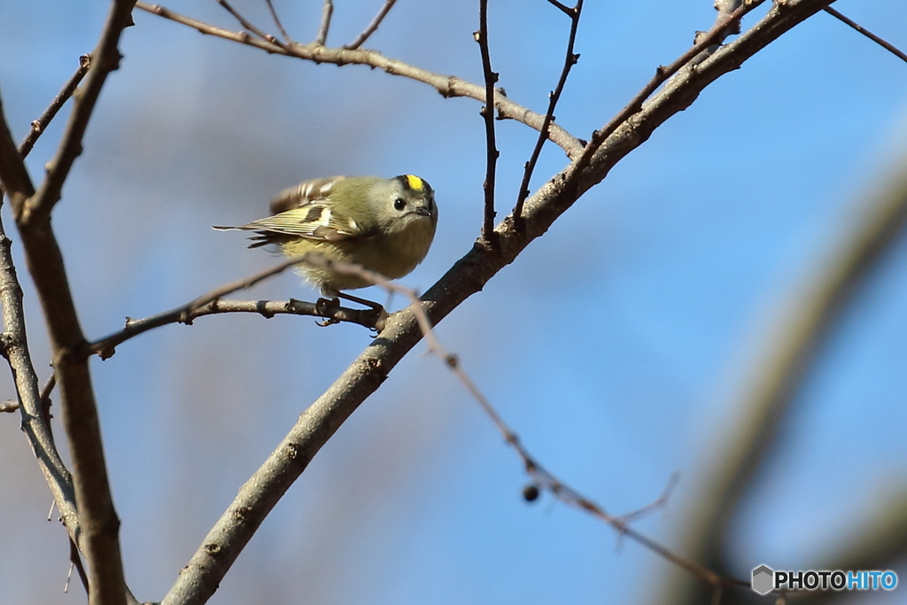 キクイタダキ　②　180208