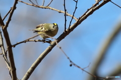 キクイタダキ　②　180208