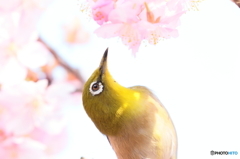 160305　河津桜とメジロ　Ⅰ