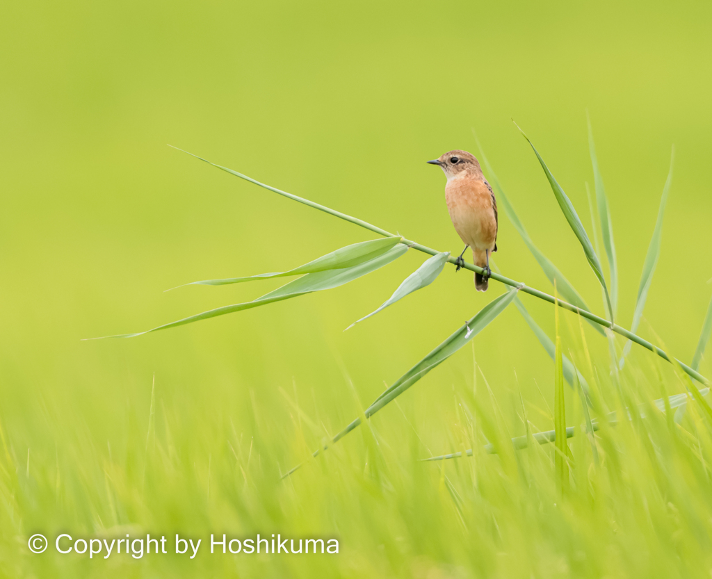 ノビタキ　20220915 