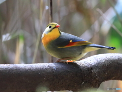 ソウシチョウ　①　200218 