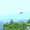 コシアカツバメ　②　190529