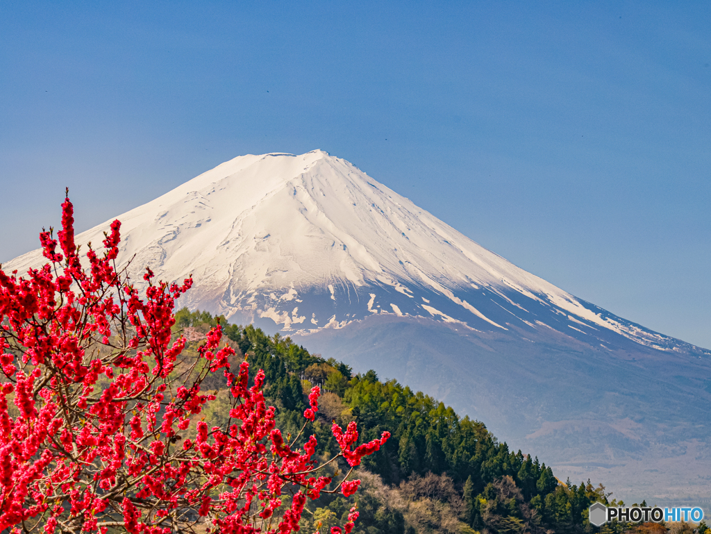 山桃と富士山　210420 