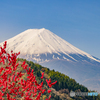 山桃と富士山　210420 