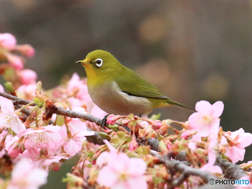 河津桜　①　200222 