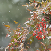 雪景色　③　20230127 