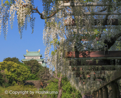 名古屋城と藤の花　　20230423 