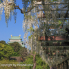 名古屋城と藤の花　　20230423 