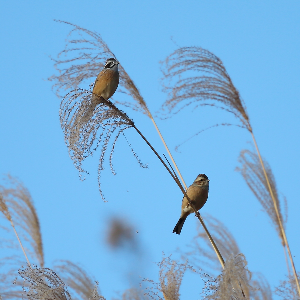 ホオジロの夫婦かも？！　171213