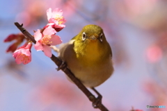 桜とメジロ　①　180310