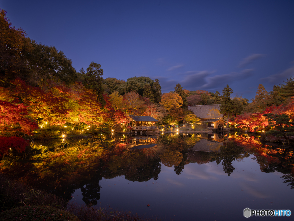 東山植物園ライトアップ　①　211125 