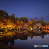 東山植物園ライトアップ　①　211125 