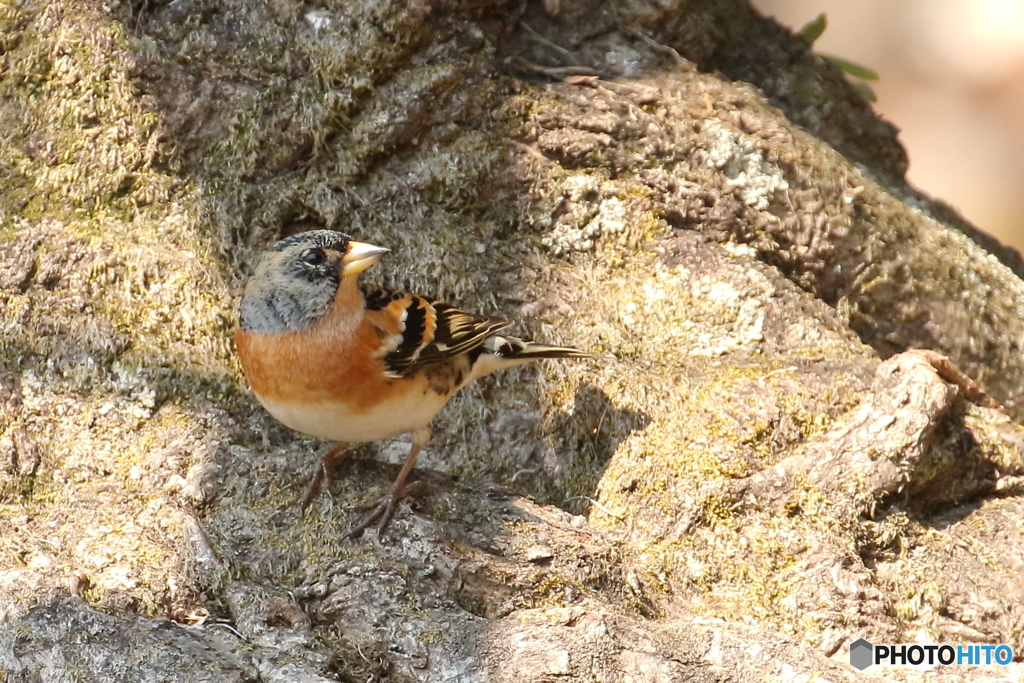 170329　アトリ　地上