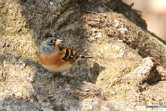 170329　アトリ　地上