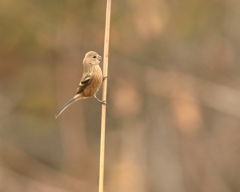 ベニマシコ　④　191128 